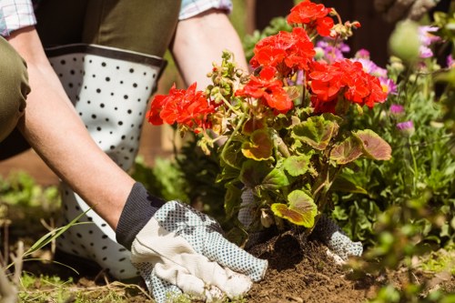 A person wearing gardening gloves is planting a vibrant red geranium in a well-maintained garden bed, surrounded by other flowering plants and shrubs with green foliage. The garden features a mix of flower beds and lawn areas, with soil that appears freshly turned and healthy. In the background, there are additional flowering plants with pink and purple blooms, and a wooden garden boundary or fence is partially visible, indicating a landscaped outdoor space. The lighting suggests a bright, clear day, ideal for gardening activities. This outdoor environment showcases typical features of a thoughtfully maintained garden, which could be serviced by professional gardening providers such as Lawn Mowing Harrow for tasks including planting, lawn care, and general garden maintenance.